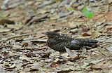 Blackish Nightjar